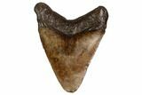 Juvenile Megalodon Tooth - Georgia #158754-1